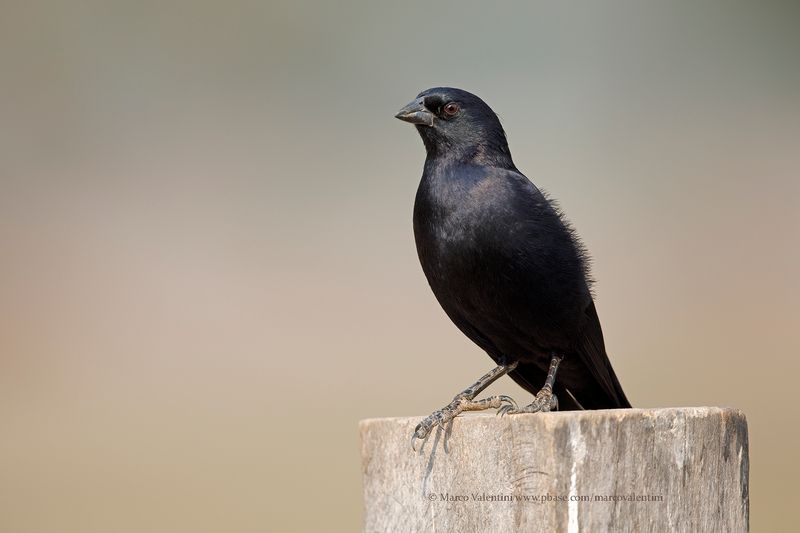 Screaming cowbird - Molothrus rufoaxillaris