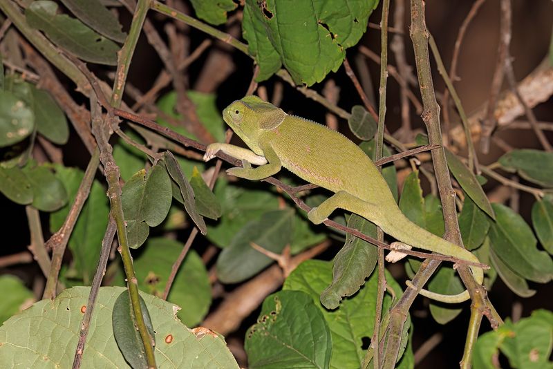 Chameleo dilepis