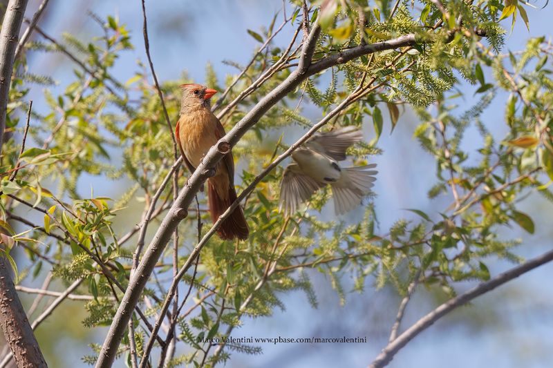 Northern Cardinal - Cardinalis cardinalis
