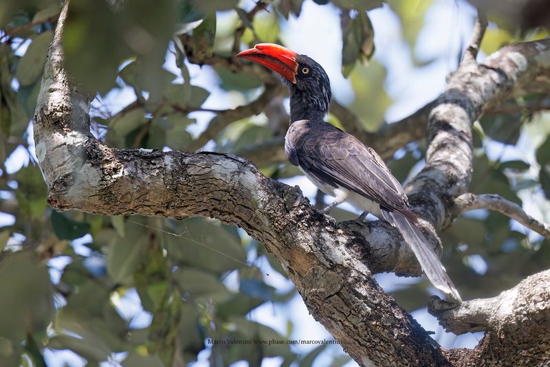 Crowned Hornbill - Lophoceros alboterminatus