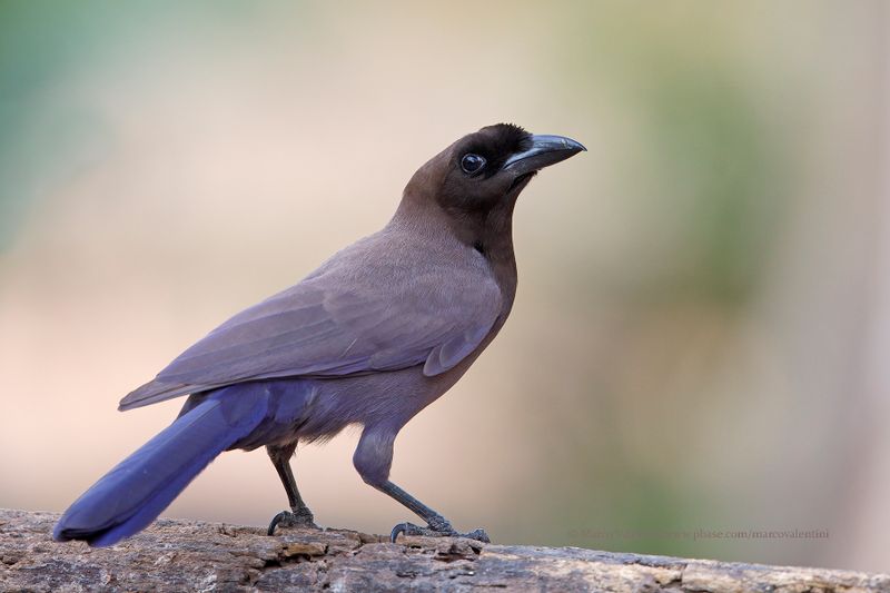 Purplish Jay - Cyanocorax cyanomelas