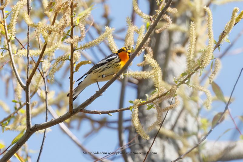 Blackburnian warbler - Setophaga fusca