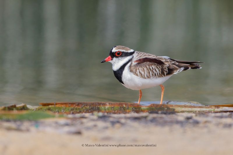 Black-fronted dotterel - Elseyornis melanops