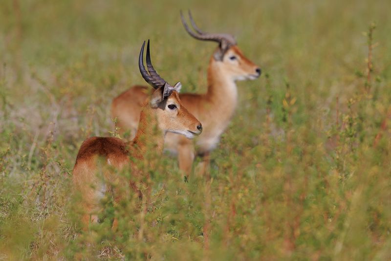 Puku - Kobus vardoni