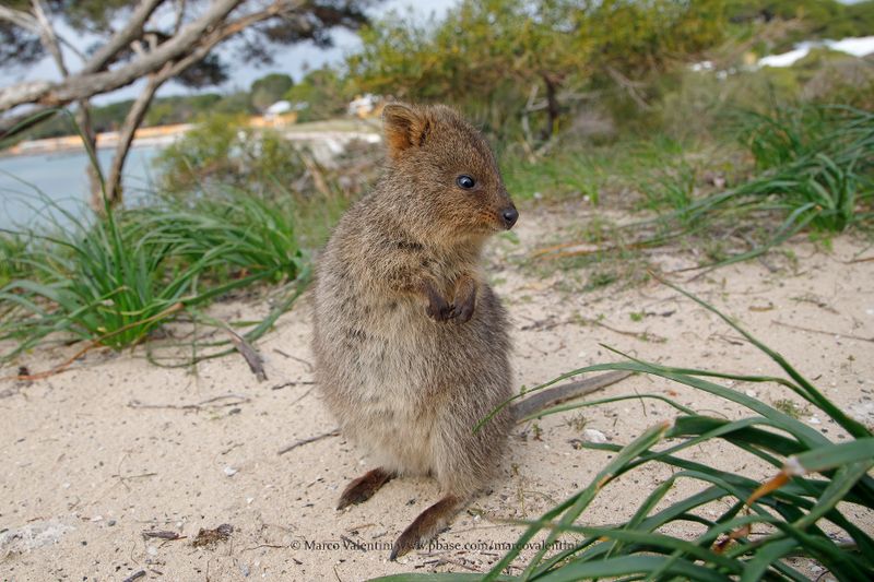 Quokka - Setonyx brachiurus