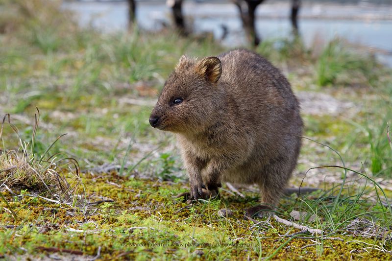 Quokka - Setonyx brachiurus