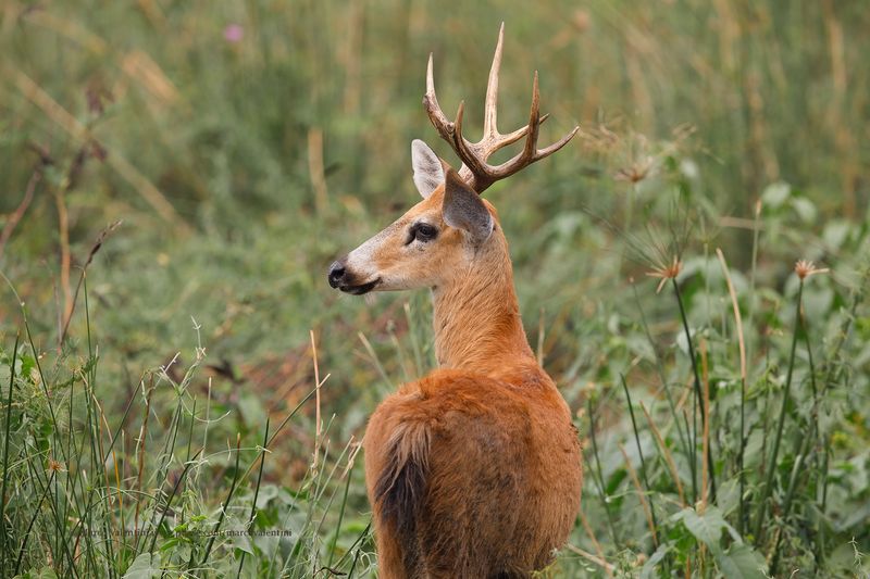 Marsh Deer - Blastocerus dichotomus