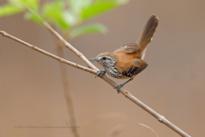Rusty-backed Antwren - Formicivora rufa