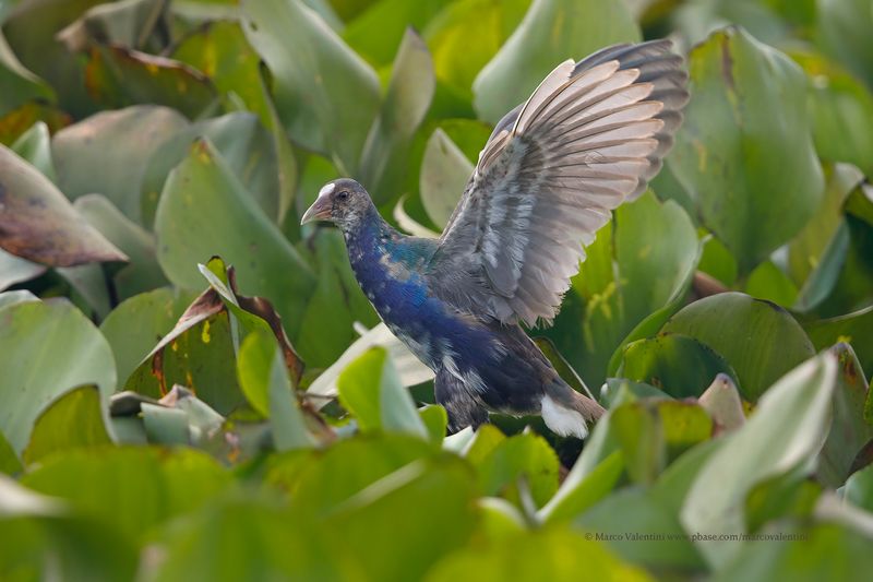 Purple gallinule - Porphyrula martinica