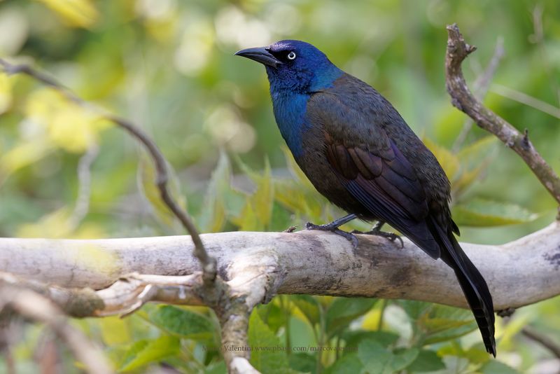 Common Grackle - Quiscalus quiscula