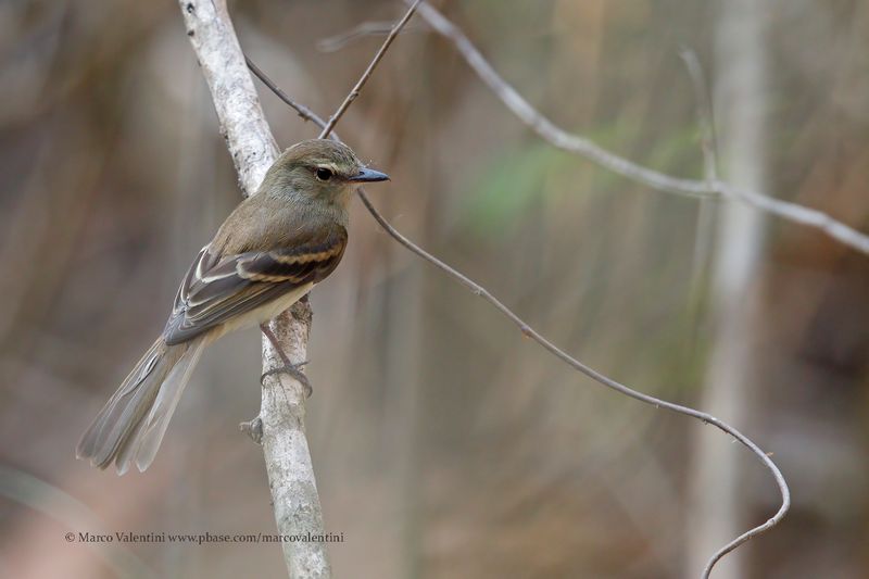 Fuscous Flycatcher - Cnemotriccus fuscatus