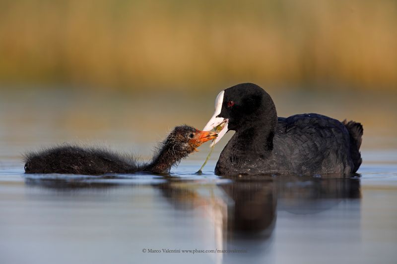 Eurasian coot - Fulica atra