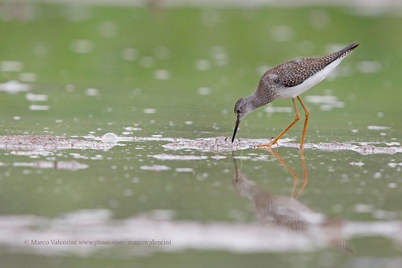 Greater Yellowlegs - Tringa melanoleuca