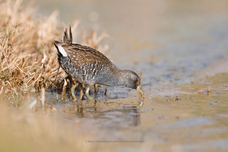 Australian Spotted Crake - Porzana fluminea