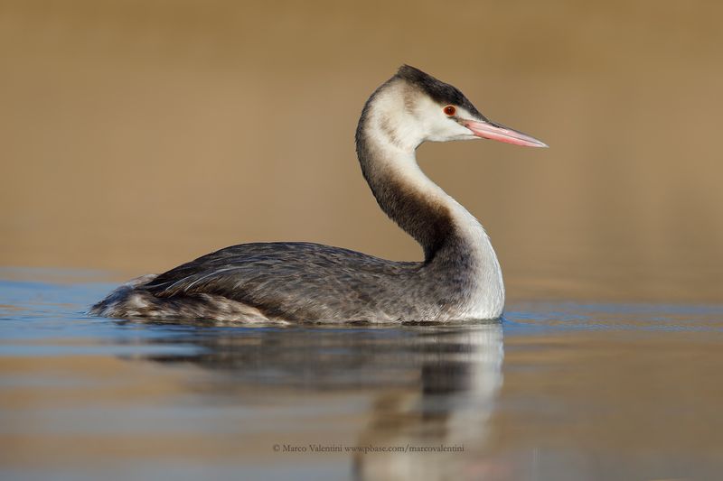 Great-crested greebe - Podiceps cristatus