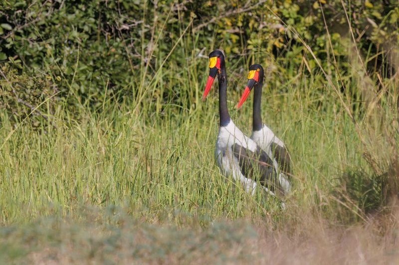 Saddle-billed Stork - Mycteria senegalensis