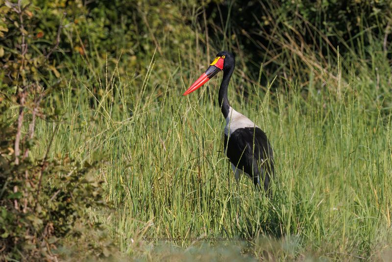 Saddle-billed Stork - Mycteria senegalensis