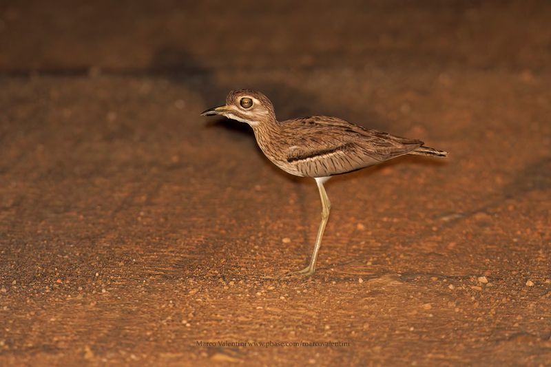 Water Dikkop - Burhinus vermiculatus