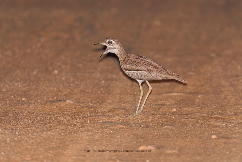 Water Dikkop - Burhinus vermiculatus