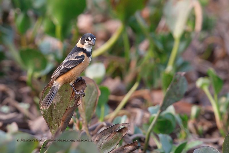 Rusty-collared Seedeater - Sporophila collaris