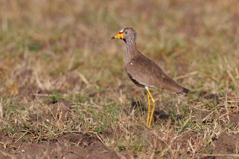 African Wattled Lapwing - Vanellus senegallus