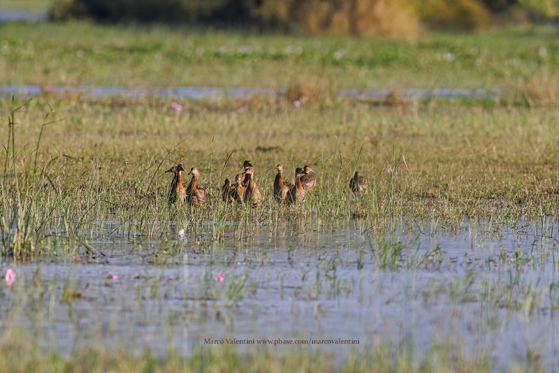 Fulvous Whistling-Duck - Dendrocygna bicolor