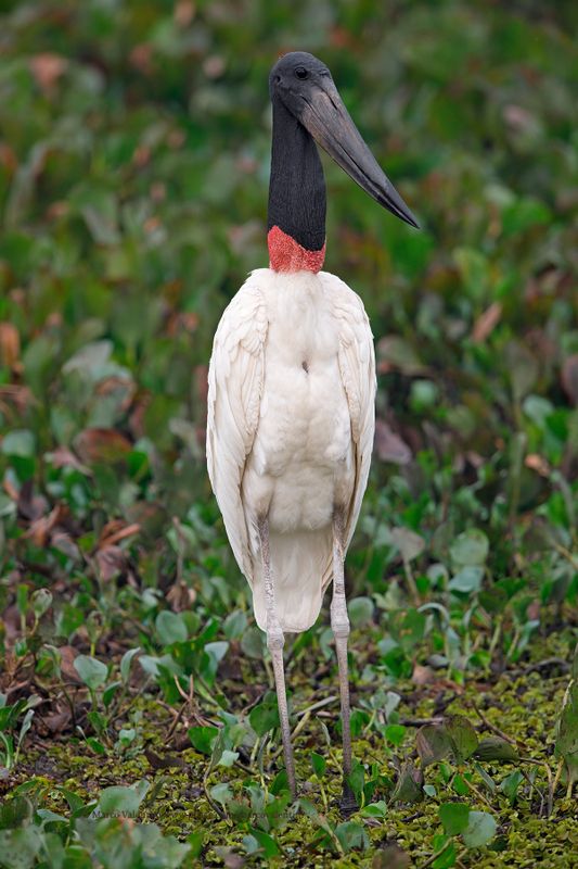 Jabirù - Jabiru mycteria