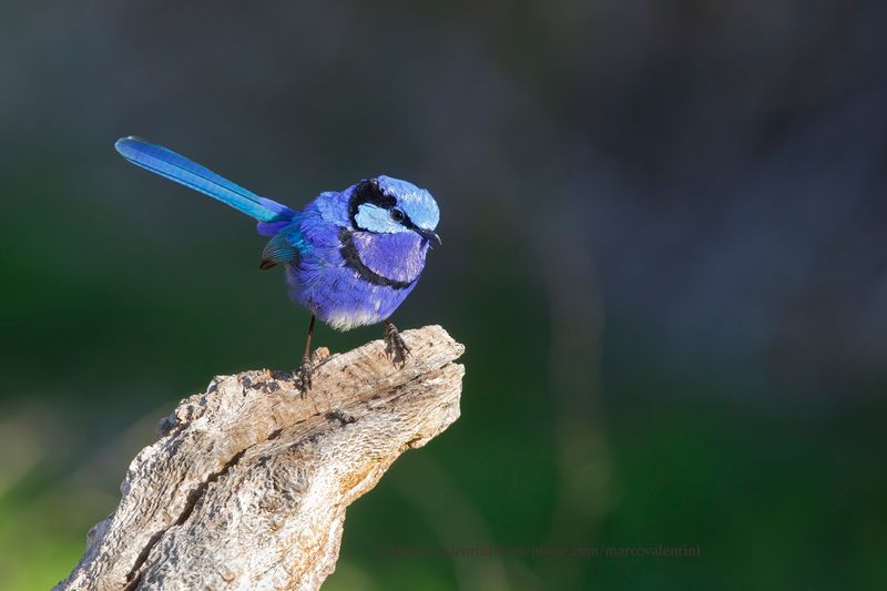 Splendid Fairy-wren - Malurus splendens