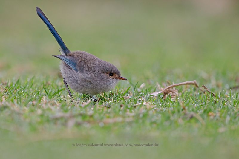 Splendid Fairy-wren - Malurus splendens