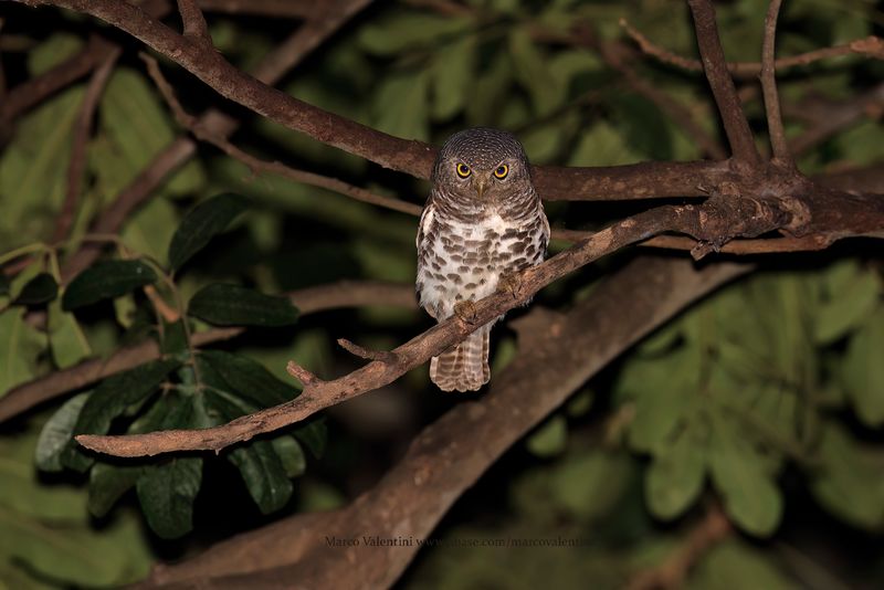 Barred Owlet - Glaucidium capense