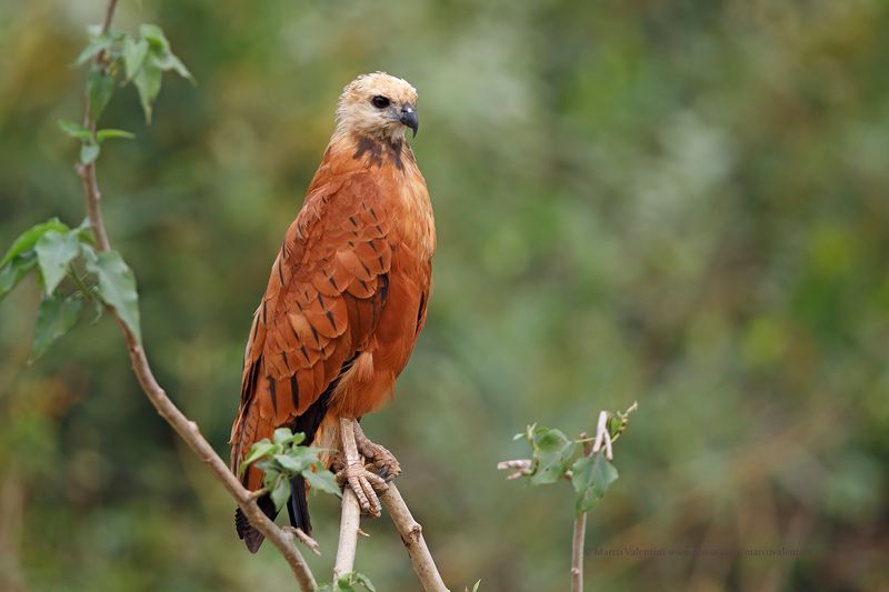Black-collared hawk - Busarellus nigricollis