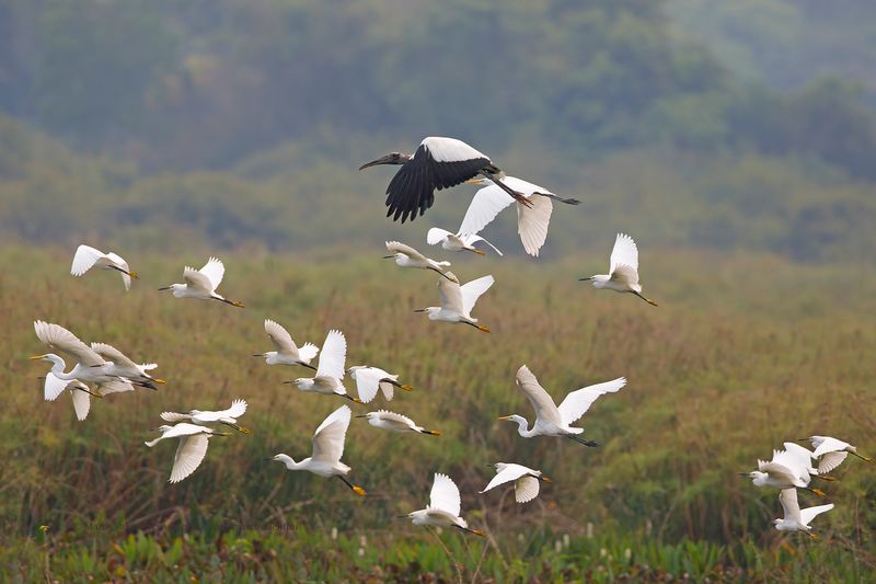 Snowy Egret - Egretta nivea
