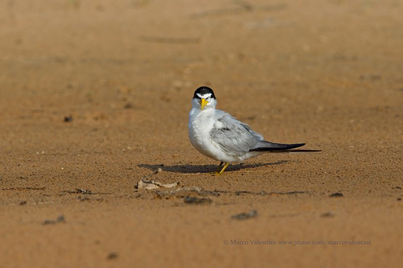 Yellow-billed tern - Sternula superciliaris