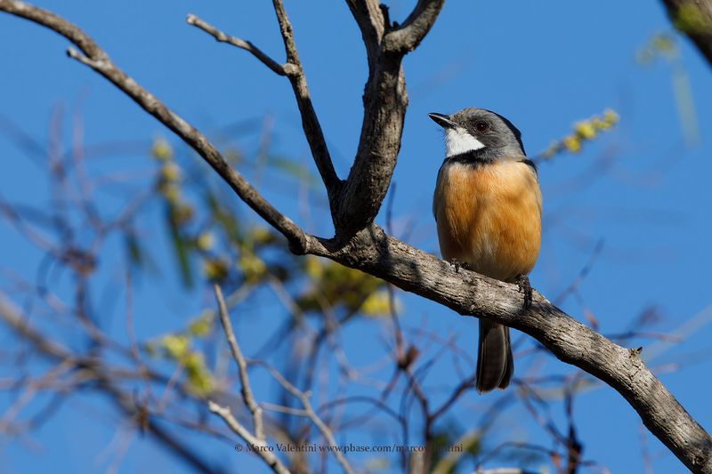 Rufous Whistler - Pachycephala rufiventris