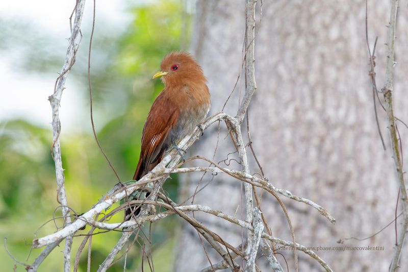 Little Cuckoo - Coccycua minuta