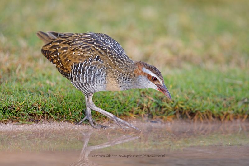 Buff-banded Rail - Gallirallus philippensis