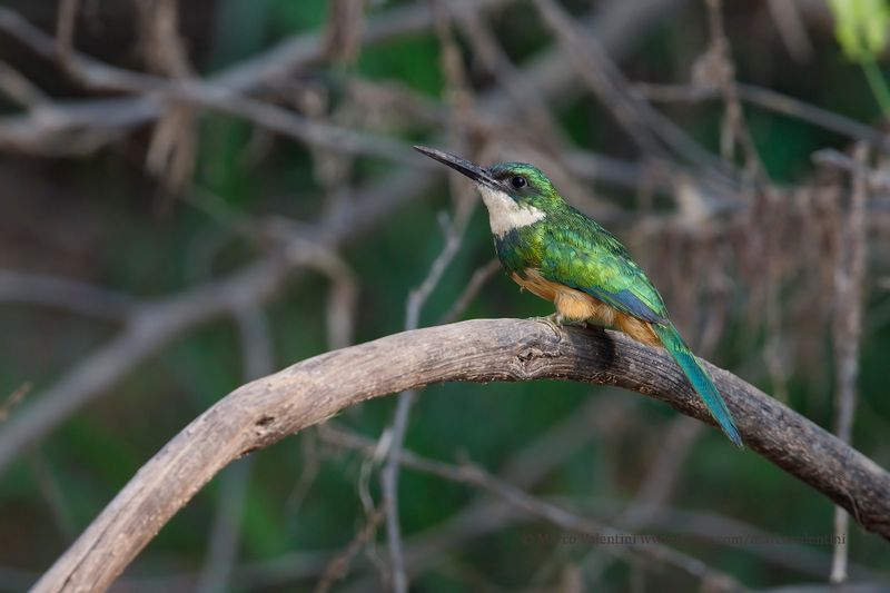 Rufuous-tailed Jacamar - Galbula ruficauda