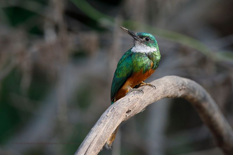Rufuous-tailed Jacamar - Galbula ruficauda
