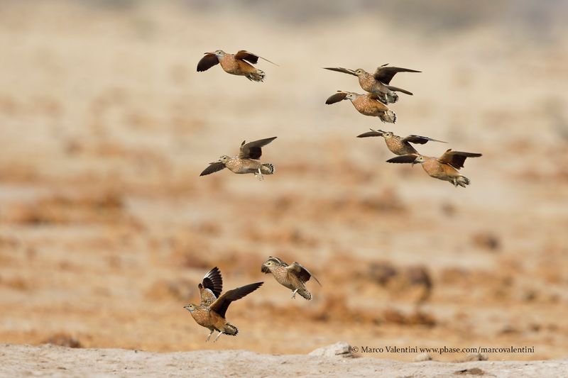 Burchells Sandgrouse - Pterocles burchelli