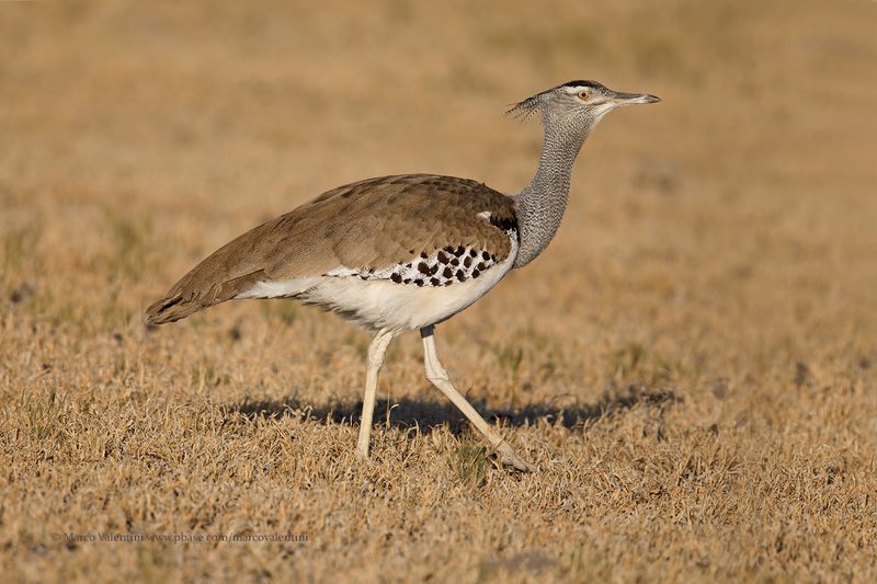Koris bustard - Ardeotis kori