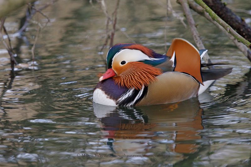 Mandarin duck - Aix galericulata