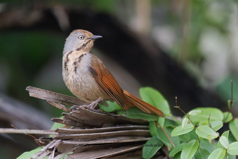 Collared Palm-thrush - Cichladusa_arquata