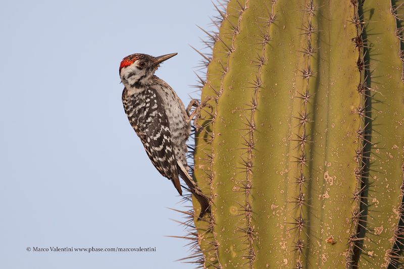 Ladder-backed Woodpecker - Picoides scalaris