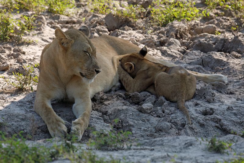 African Lion - Panthera leo