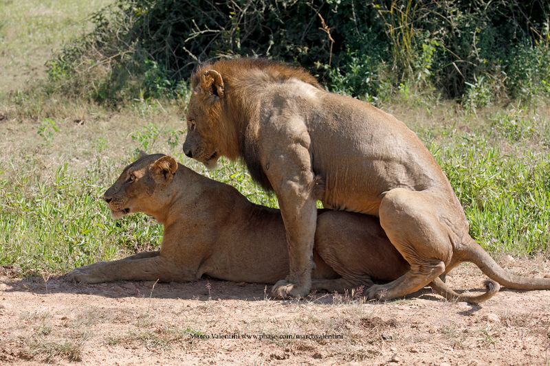 African Lion - Panthera leo
