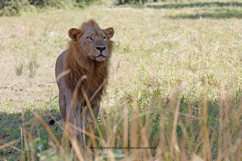 African Lion - Panthera leo
