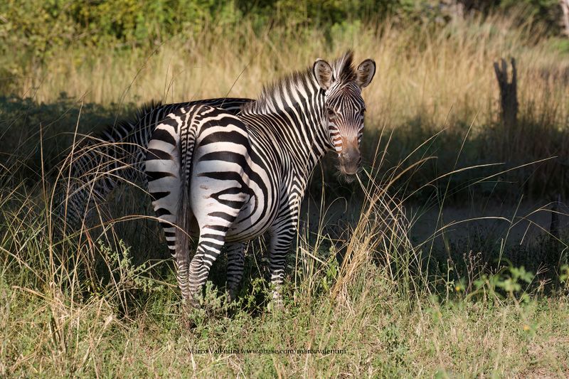 Plain Zebra - Equus quagga