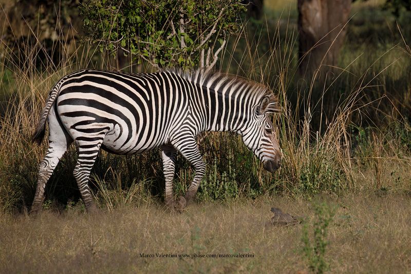 Plain Zebra - Equus quagga