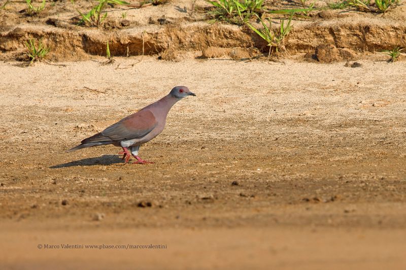 Pale-vented Pigeon - Patagioenas cayennensis