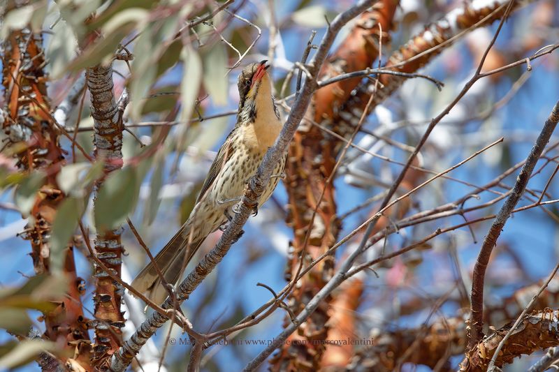 Spiny-cheeked Honeyeater - Acanthagenys rufogularis